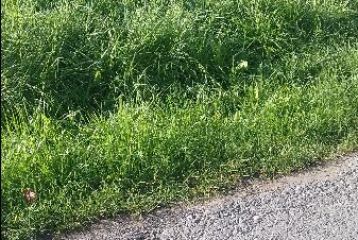 Brzozów - działka rolna ul. Głowackiego /bez prowizji/